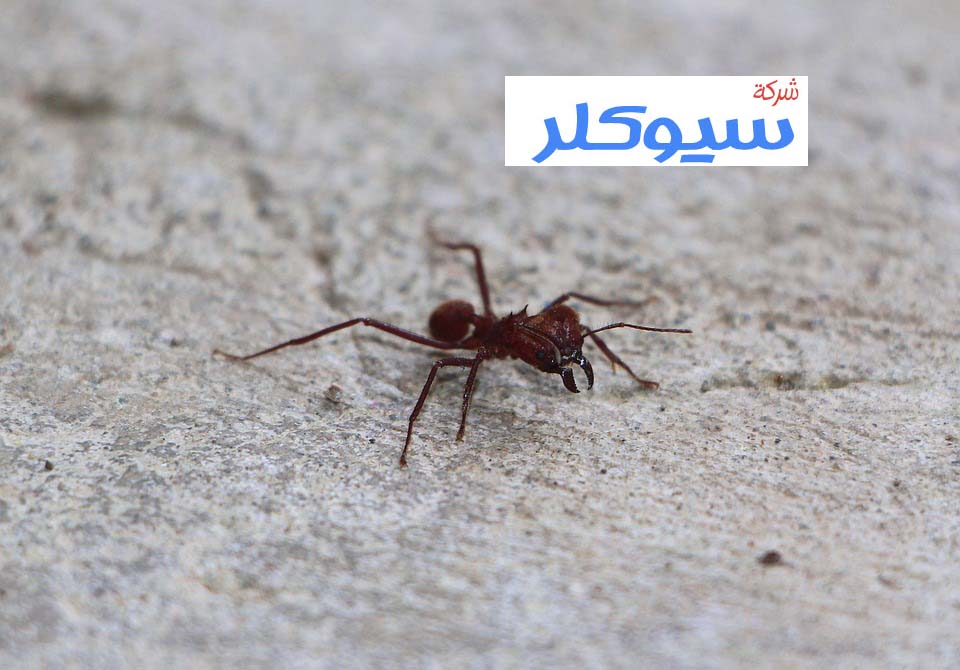 شركة مكافحة النمل الاسود بحائل