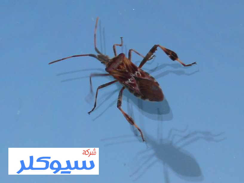 شركة مكافحة حشرات بالمدينة المنورة