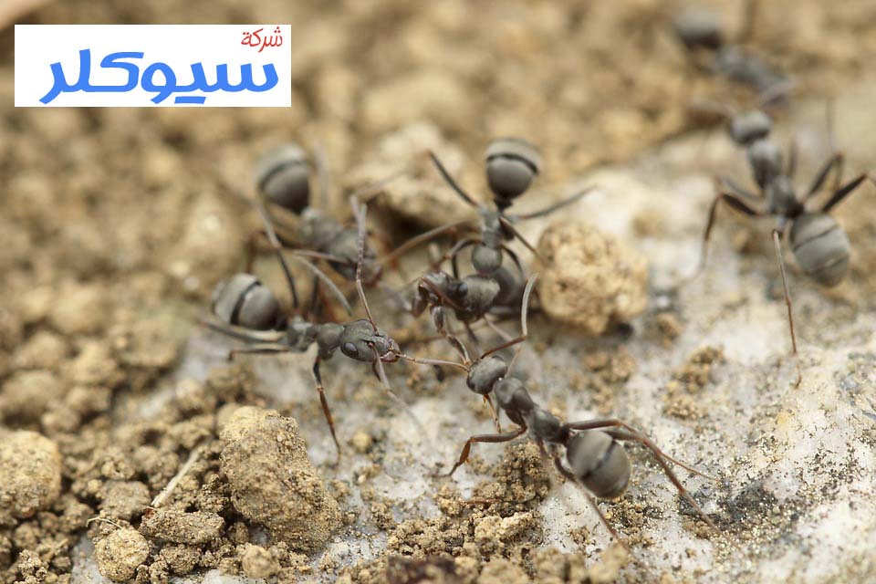 شركة مكافحة النمل الاسود بجدة