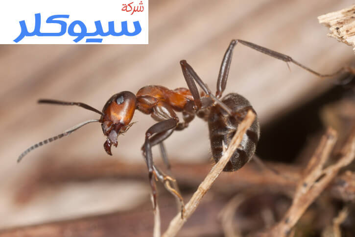 شركة مكافحة حشرات بخميس مشيط