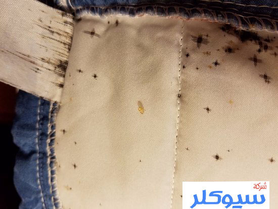 شركة مكافحة البق بالرياض