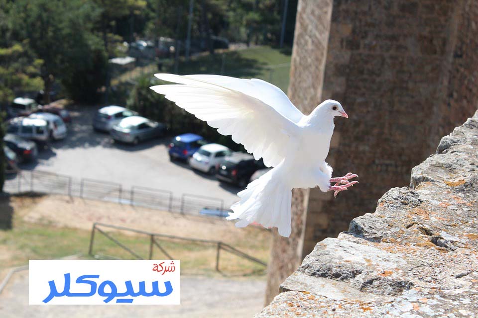 شركة تركيب طارد حمام بالخرج