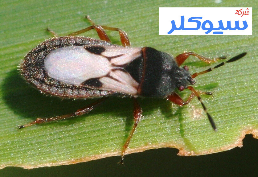شركة مكافحة حشرات بمكة
