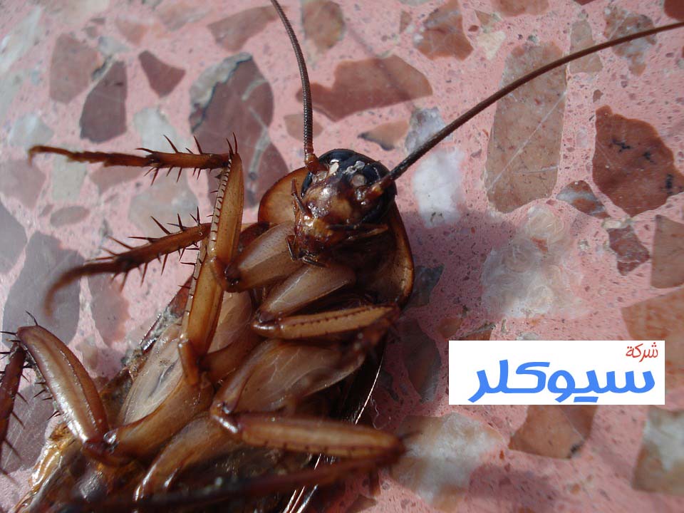 شركة مكافحة الصراصير بالقطيف