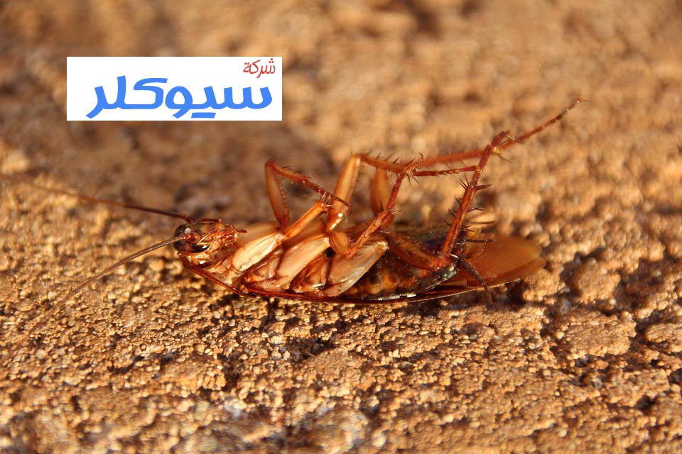 شركة مكافحة الصراصير بالمدينة المنورة