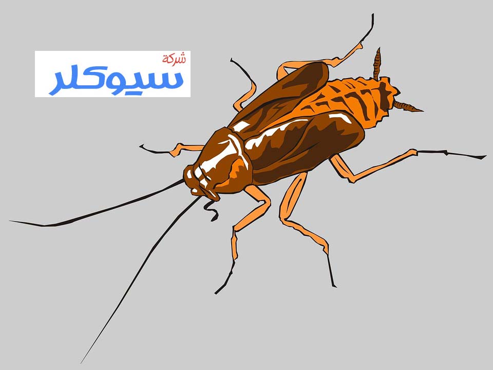 شركة مكافحة الصراصير بجدة