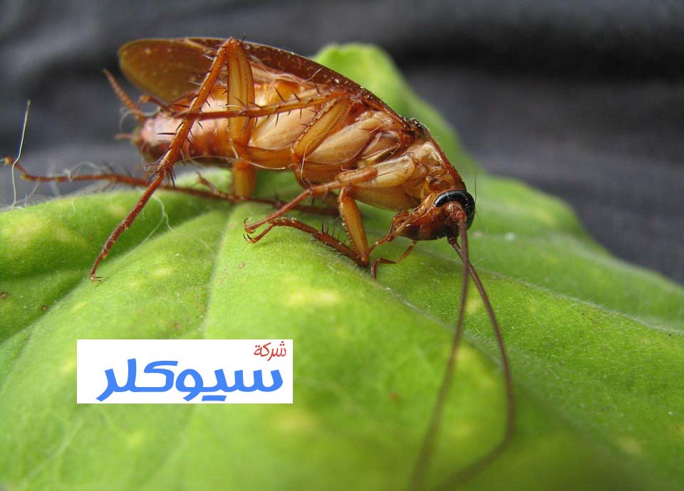 شركة مكافحة الصراصير بالمدينة المنورة