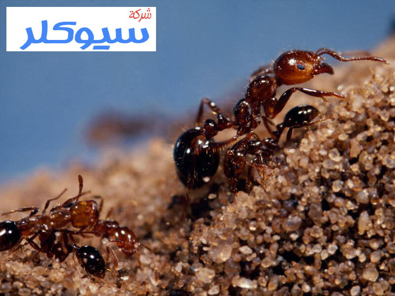 شركة مكافحة النمل الاسود بالاحساء