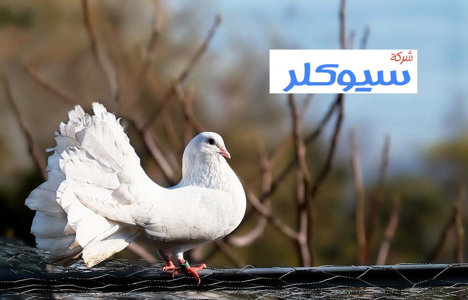 شركة تركيب طارد حمام بالمخواه