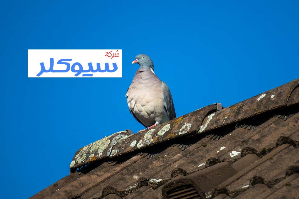 شركة تركيب طارد حمام بالمخواه