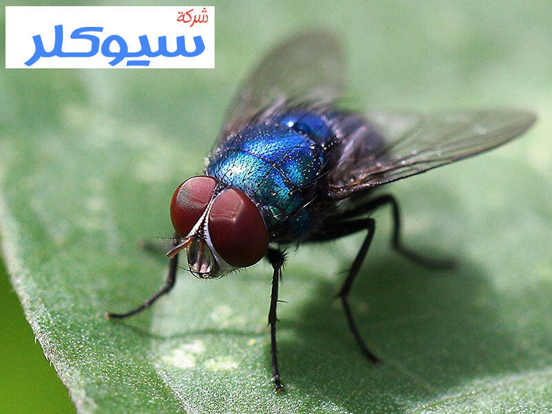 شركة مكافحة حشرات بالاحساء