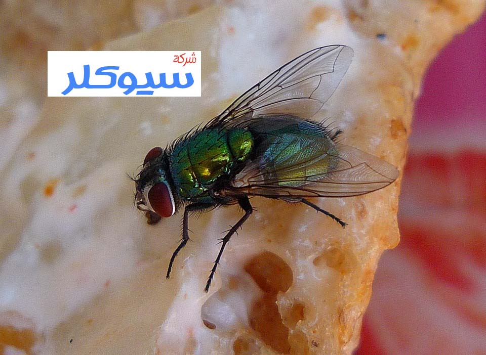 شركة رش مبيدات بمكة