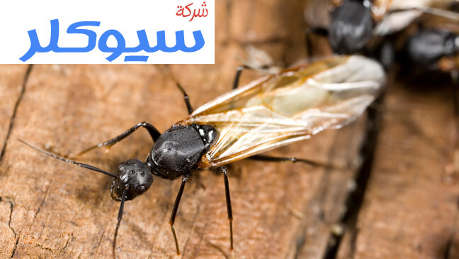 شركة مكافحة النمل الاسود بالاحساء