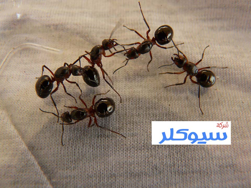 شركة مكافحة النمل الاسود بجدة