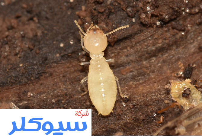 شركة مكافحة النمل الابيض بخميس مشيط