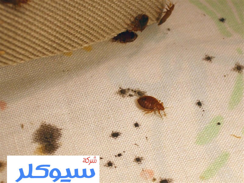 شركة مكافحة البق بالقطيف