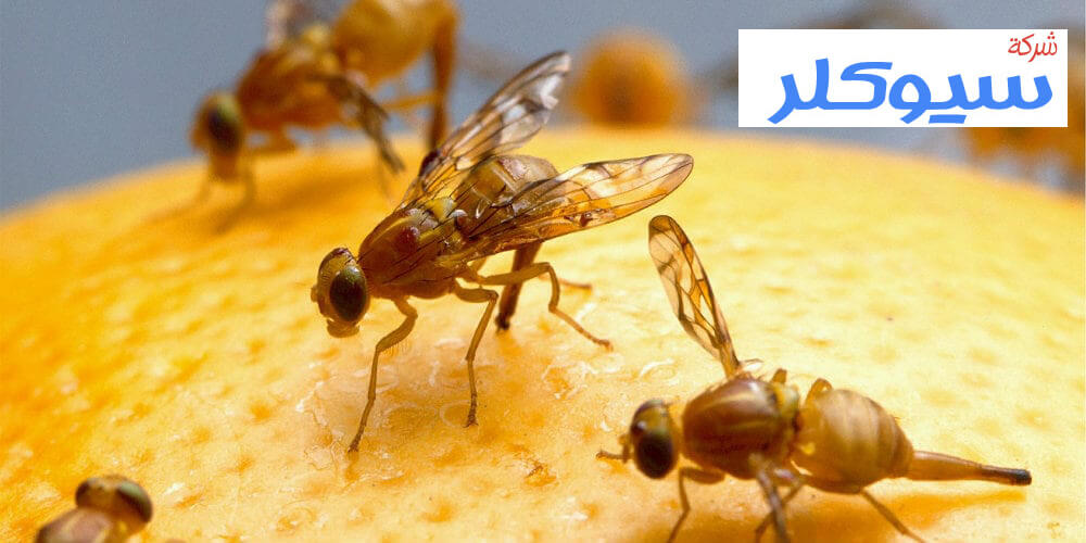 شركة مكافحة حشرات بمكة