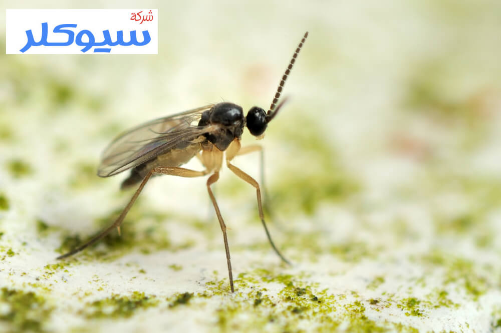 شركة مكافحة حشرات بحائل
