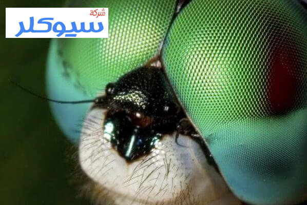 شركة مكافحة حشرات بحائل