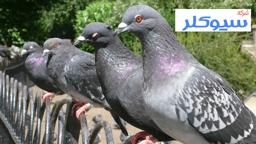 شركة تركيب طارد حمام بجدة
