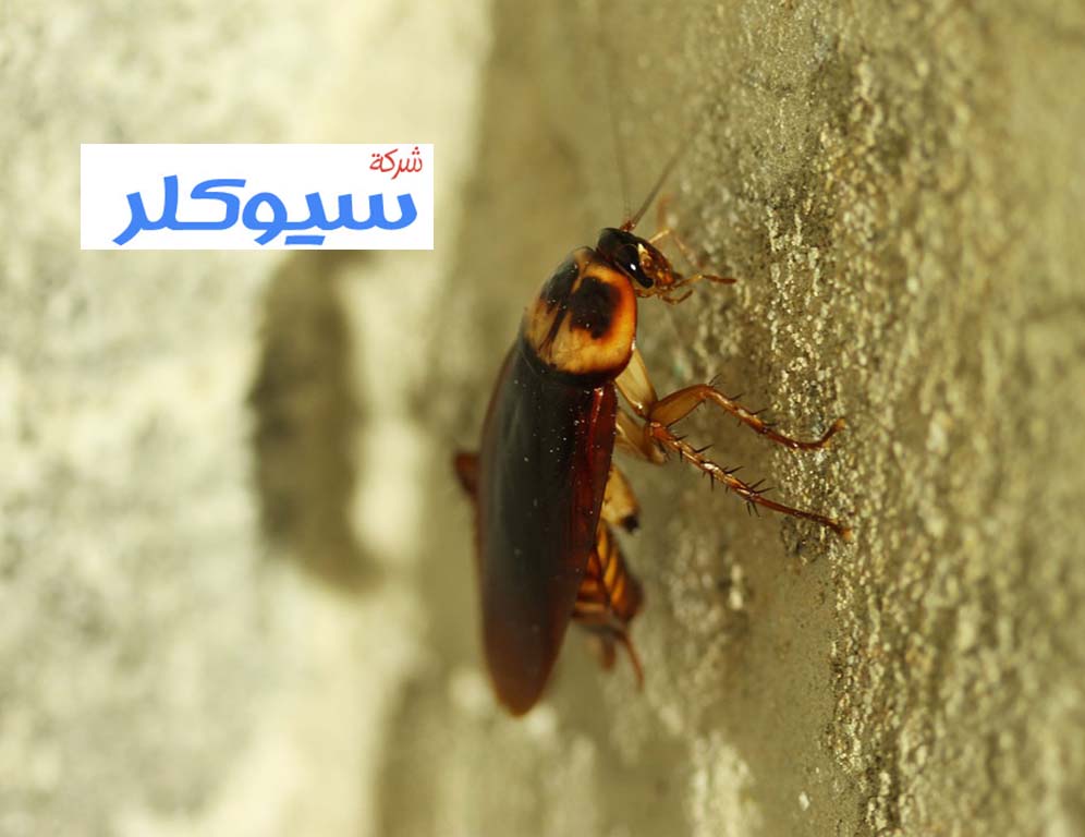 شركة مكافحة الصراصير بالقطيف