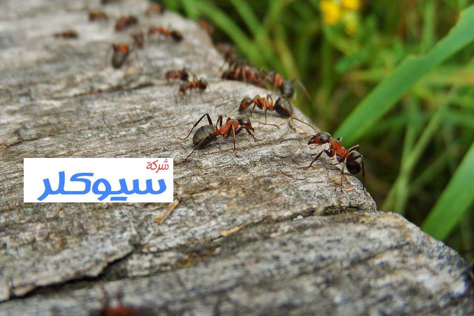شركة رش مبيدات بحائل