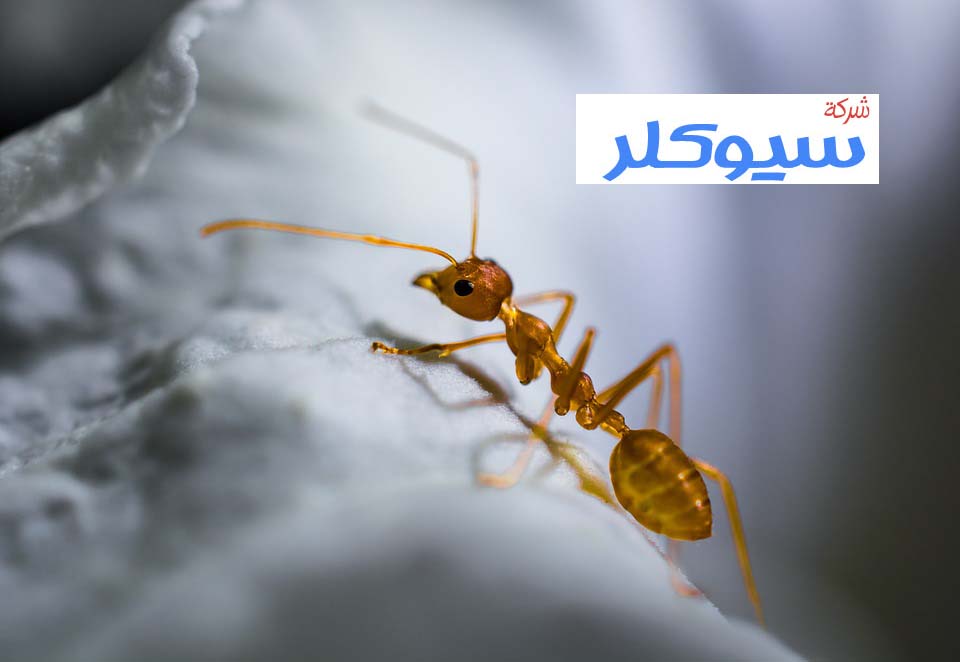 شركة مكافحة النمل الاسود بحائل