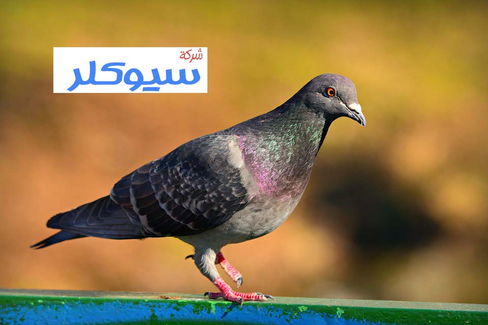 شركة تركيب طارد حمام بابها