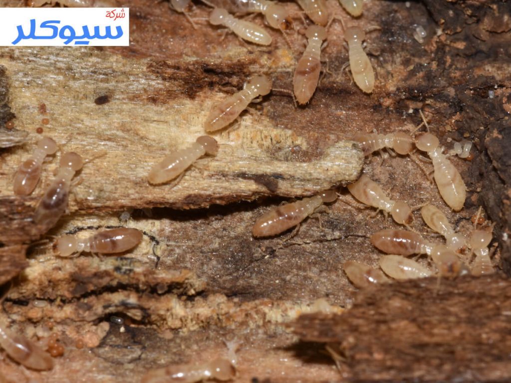 شركة مكافحة النمل الابيض بجدة