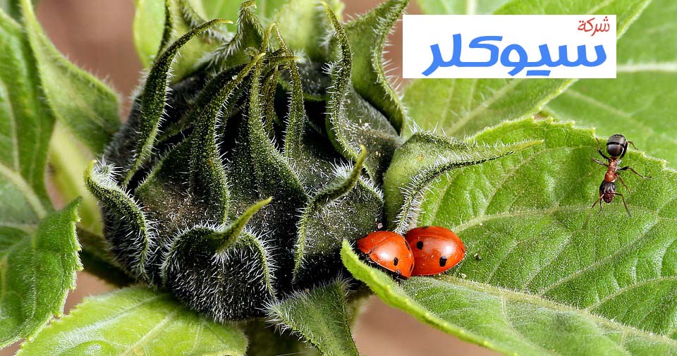 شركة مكافحة البق بالاحساء