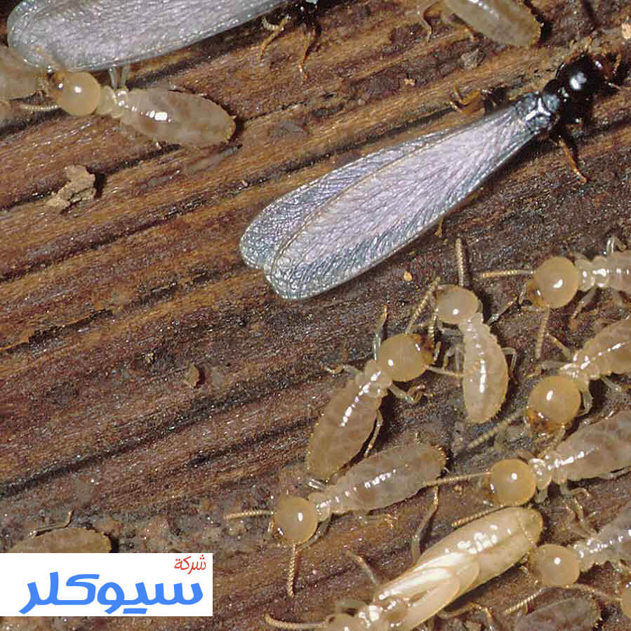 شركة مكافحة النمل الابيض بالقطيف