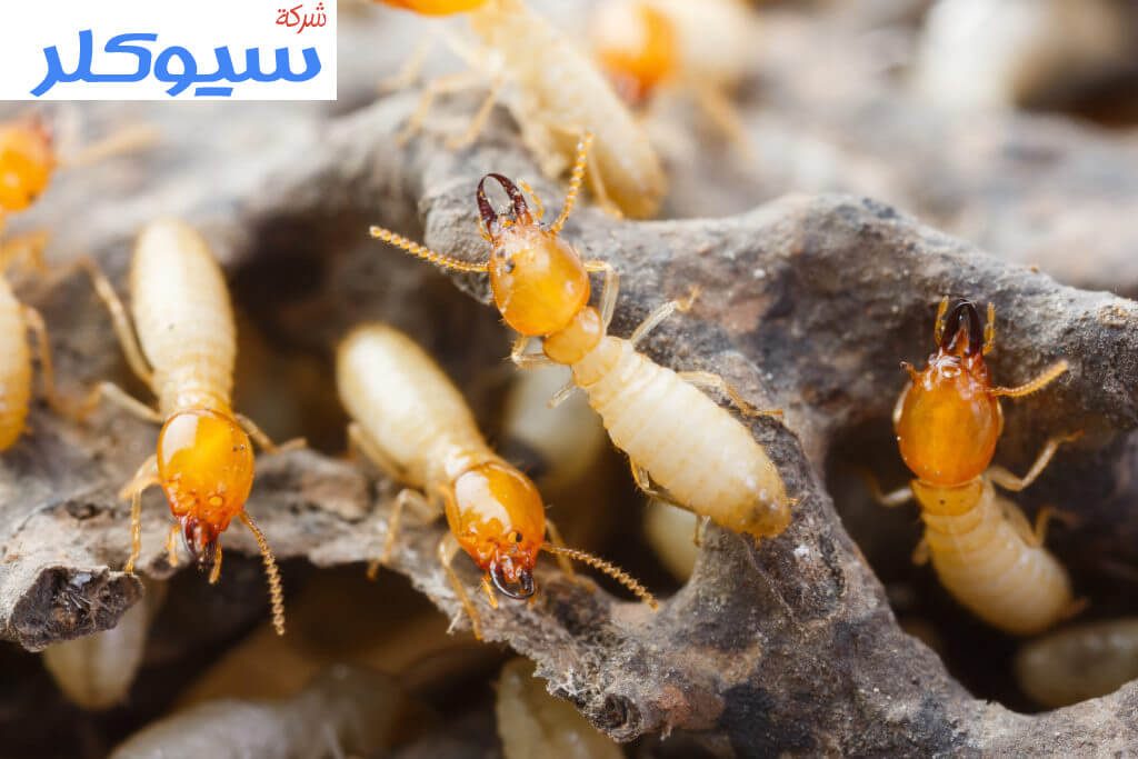 شركة مكافحة النمل الابيض بالقطيف