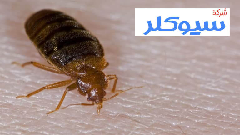 شركة مكافحة البق بالطائف
