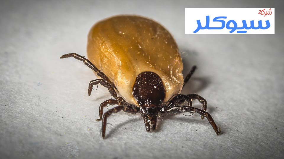 شركة مكافحة البق بحائل