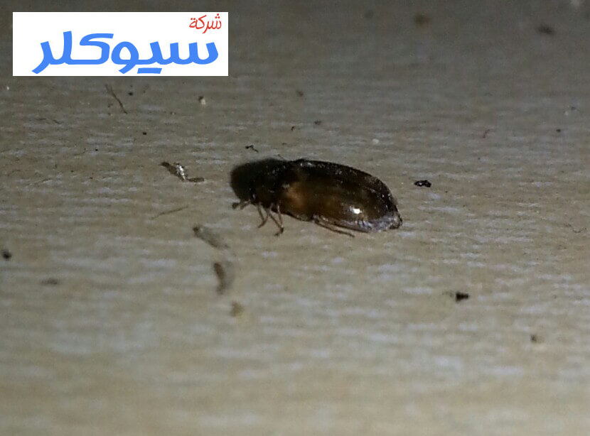 شركة مكافحة حشرات بجدة