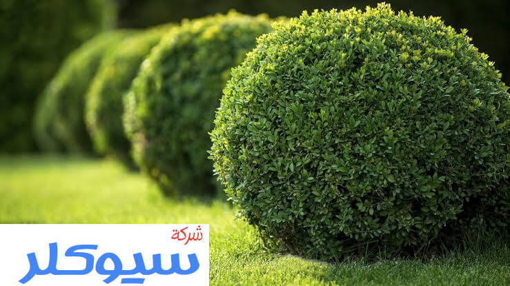 مصمم حدائق بالدمام