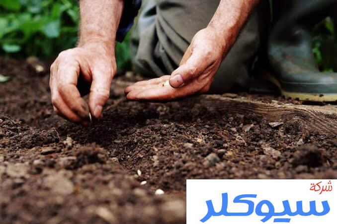 مصمم حدائق بالدمام