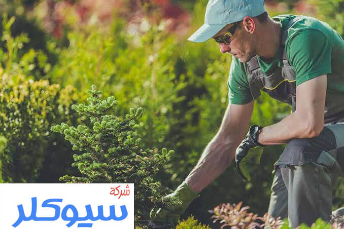 معلم تنسيق حدائق بالدمام