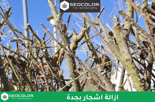 إزالة أشجار بجدة