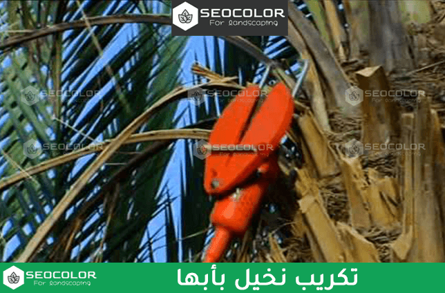 تكريب نخيل بأبها