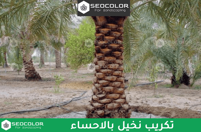 تكريب نخيل بالاحساء