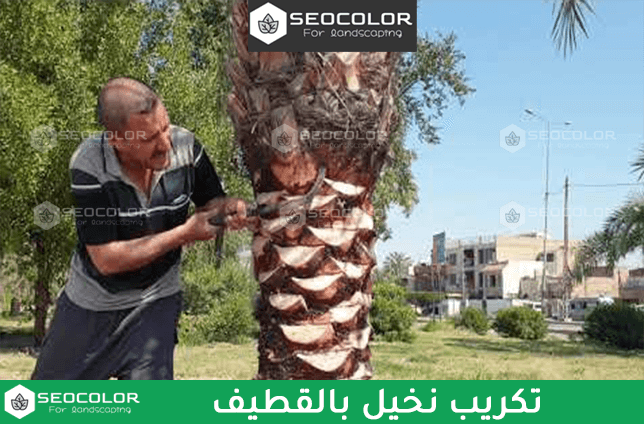 تكريب نخيل بالقطيف