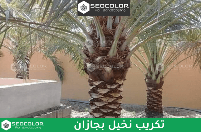 تكريب نخيل بجازان