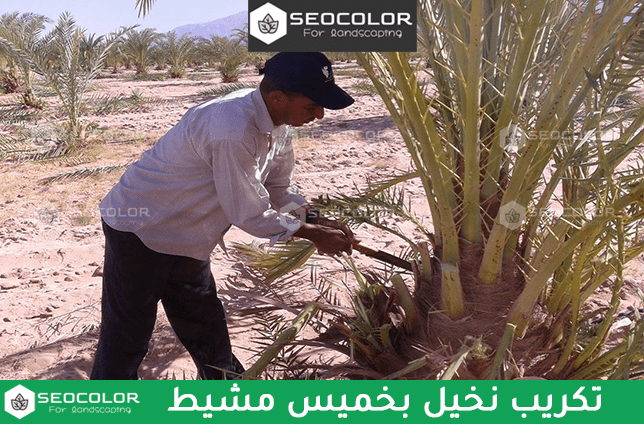 تكريب نخيل بخميس مشيط
