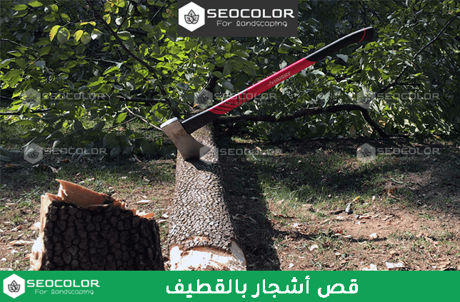 قص أشجار بالقطيف