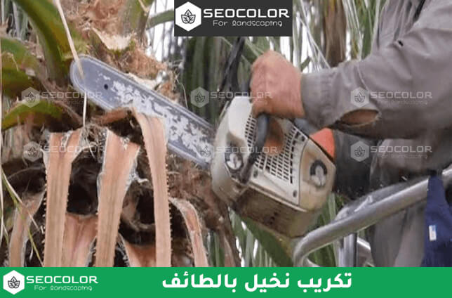 تكريب نخيل بالطائف