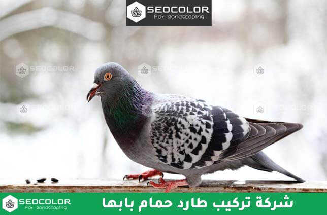 شركة تركيب طارد الحمام بابها