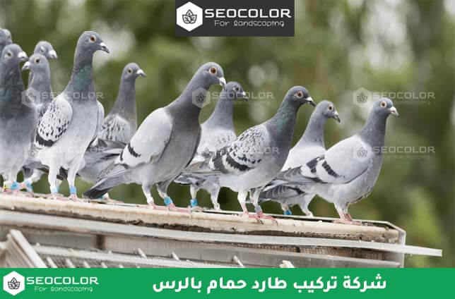 شركة تركيب طارد الحمام بالرس