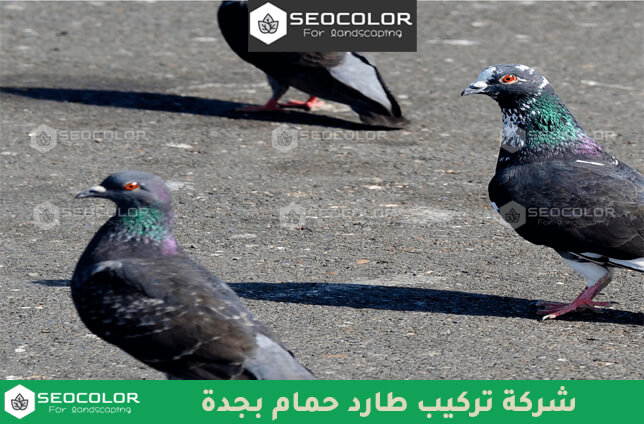 شركة تركيب طارد الحمام بجدة