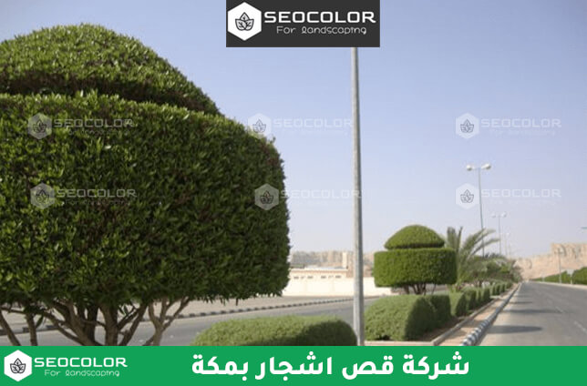 شركة قص اشجار بمكة